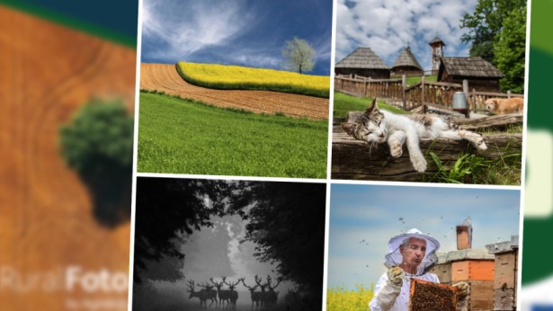 Колаж четири најбоље фотографије на конкурсу 2023. године (фото: agroklub.rs)
