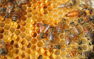 Konkurs za najbolju fotografiju iz pčelarskog života